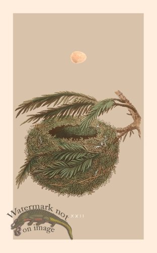 (image for) Morris Nest 22