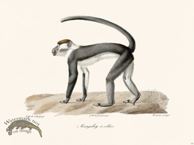 (image for) Cuvier 346 Mangabey With Callier