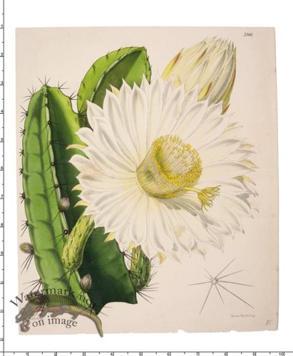 (image for) Curtis Botanical 066