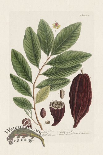 (image for) BEE 373 The CocoNut Tree