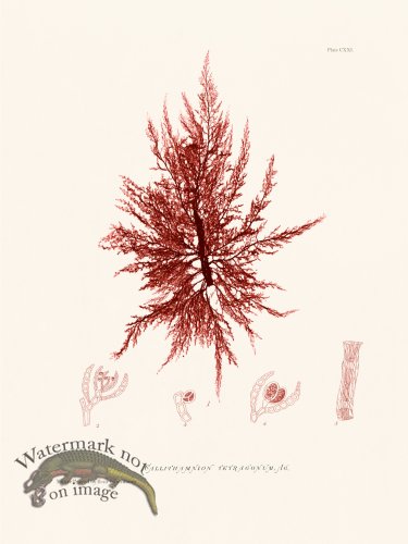 (image for) Bradbury Seaweed 121