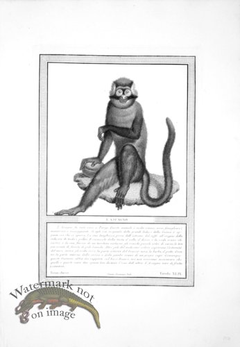 (image for) The_Monkeys_04