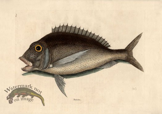 (image for) Catesby Fish 4