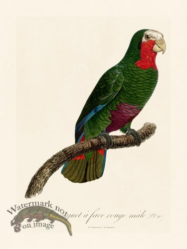 (image for) Barraband Parrot 107