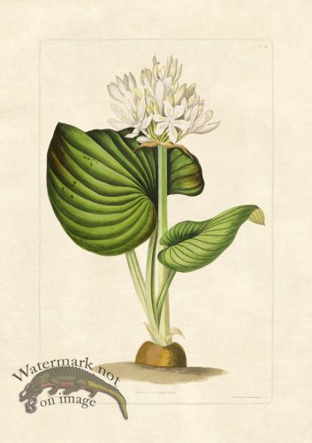 (image for) Edward bury 20