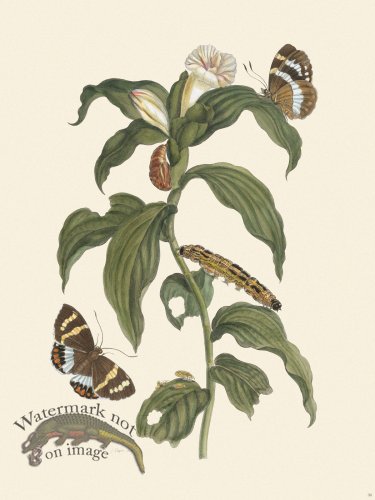 (image for) Merian Metamorphosis 36