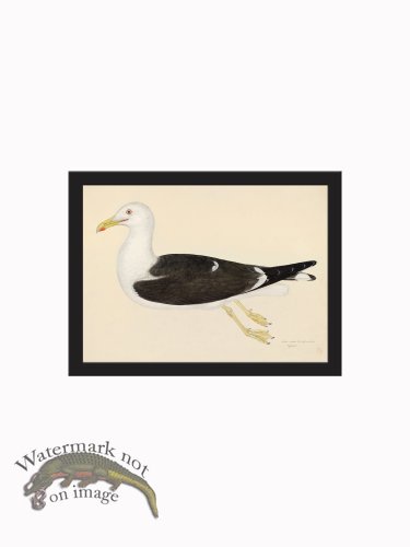 (image for) Rudbeck CFA_BF 23 GULL