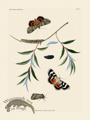 (image for) Wilkes Butterflies 074