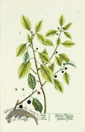 (image for) Blackwell German 201