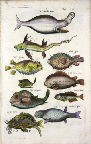 (image for) 1660_Sea_life_10