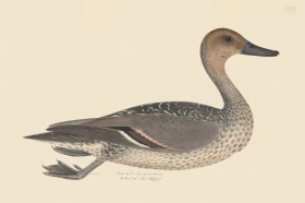 Rudbeck CFA 251 Pintail F