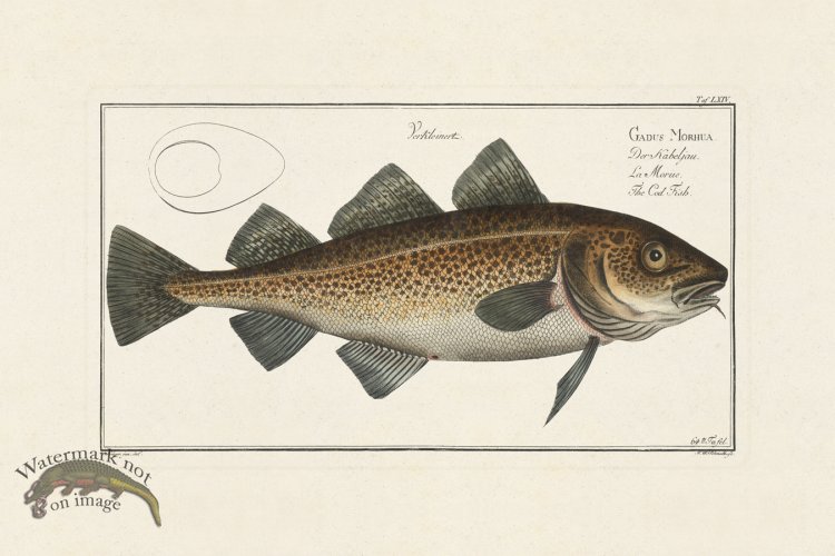 (image for) BLOCH FISH 064