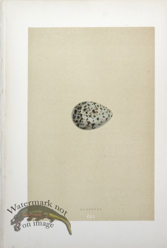 (image for) Morris_Eggs_11