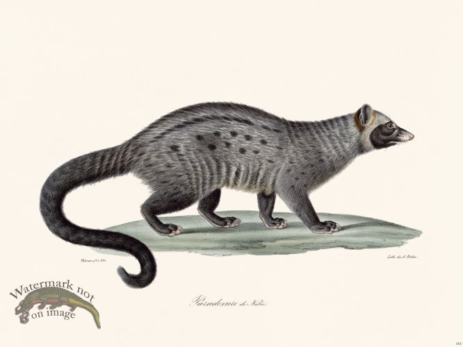 (image for) Cuvier 183 Paradox Of Damaging