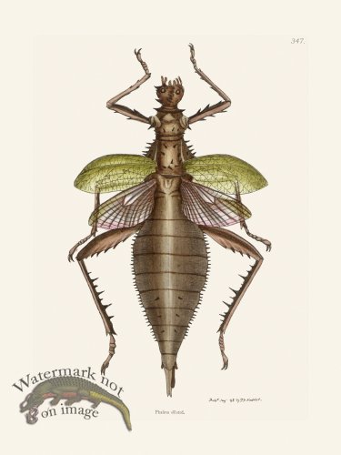 (image for) 347 Phasma Dilated