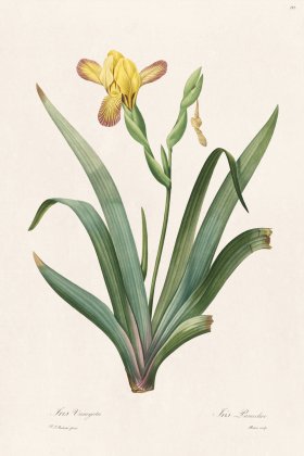 Les Liliacees Redoute 292