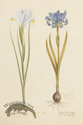 (image for) Blomboken 006