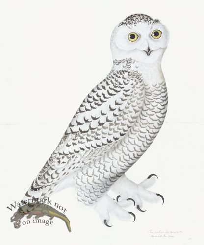 (image for) Rudbeck 030 Snowy Owl 20x24