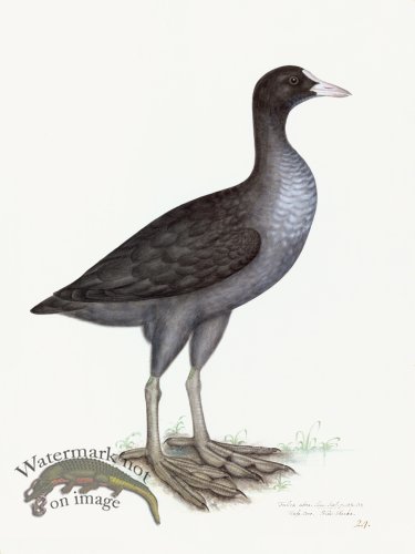 (image for) Rudbeck 024 EURASIAN COOT 18x24