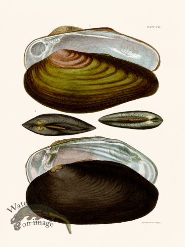 (image for) Cpt Brown Shell 16