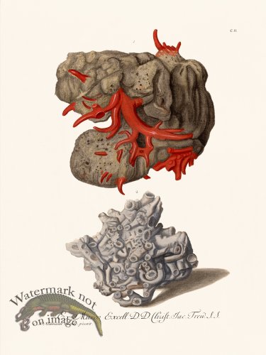 (image for) Knorr-Sealife-45