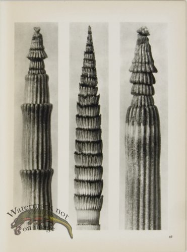 (image for) Blossfeldt T 069