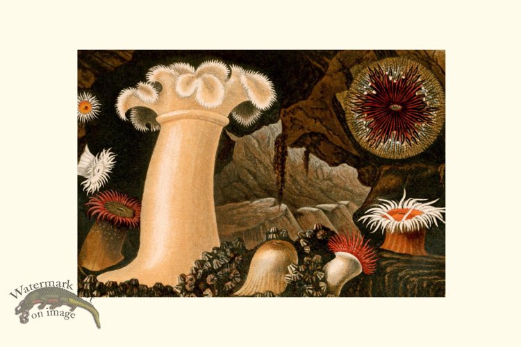 (image for) Underwater 34