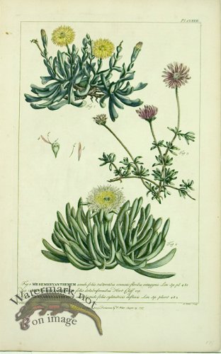 (image for) Philip Miller 107