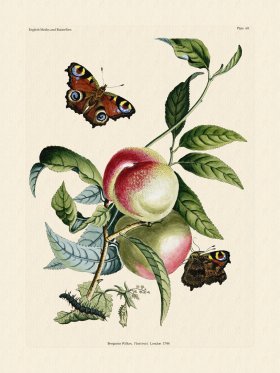 Wilkes Butterflies 069