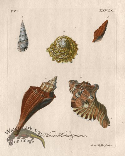 (image for) Knorr Shell 07