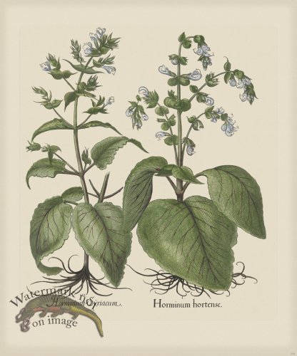 (image for) Besler 239 Colored B2