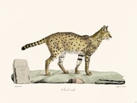 Cuvier 111 Serual African Wildcat