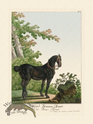 (image for) Ridingers Horses 14