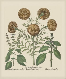 Besler 306 Colored B2