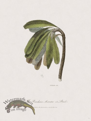 18 New Holland Caffowary