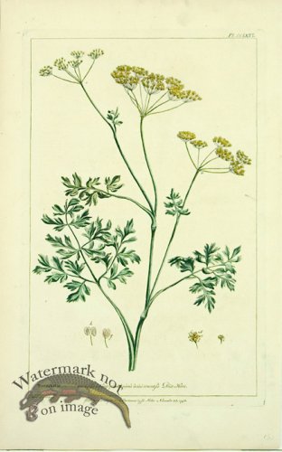 (image for) Philip Miller 097