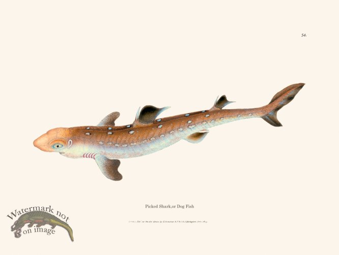 (image for) 054 Picked Shark,or Dog Fish