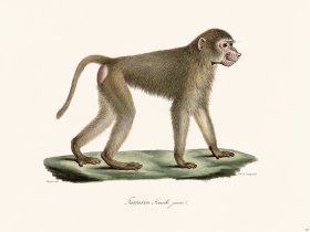 Cuvier 355 Young Female Tartarin