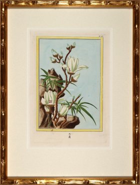 Buchoz Botanicals in Bamboo 07