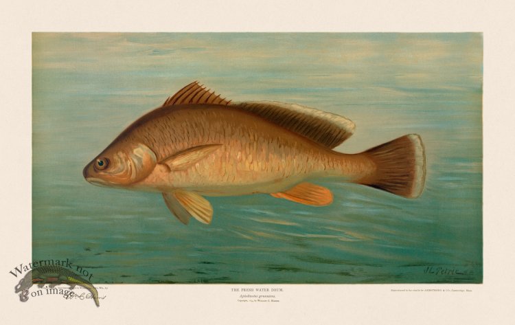 (image for) Fresh Water Drum