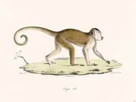 Cuvier 357 Sajou Male