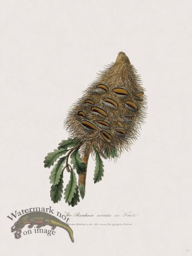 20 New Holland Caffowary