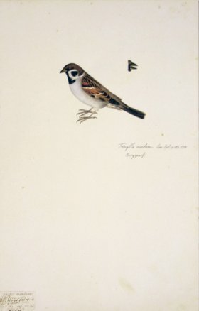 80 Swedish Birds . Fringilla Montana, Eurasian Tree Sparrow