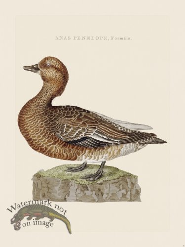 (image for) Nozeman Bird 052