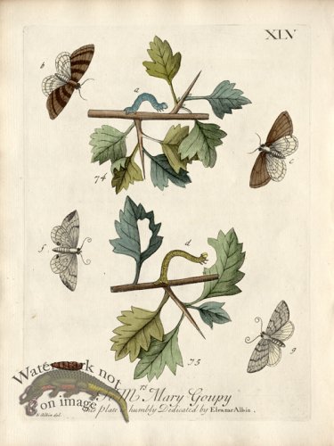 (image for) Albin Plate 45