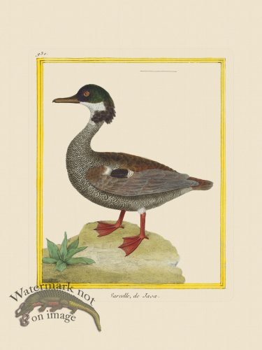 (image for) Martinet Bird 930