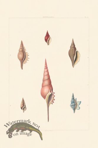 (image for) Perry Shell 11