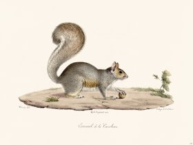Cuvier 277 Earolin Squirrel