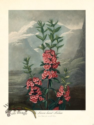 (image for) 28 Narrow leaved Kalmia