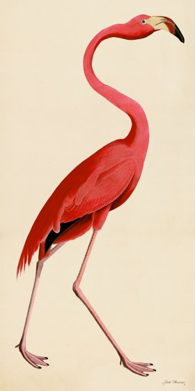 Rudbeck CFA 38 Pink Flamingo